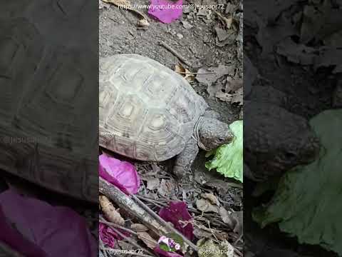 Tortuga come su lechuguita #animales #shorts