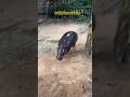 พ่อโต๊ดโดนเด้งวิ่งไล่ #animals #moodeng #zoo #shortvideo #wildlife #หมูเด้ง #cute #funny