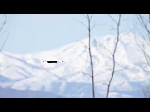 Stock Video - Magpie flying in slow motion  over marsh during spring