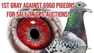 1St Gray Against 6960 Pigeons For Sale On Gps Auctions