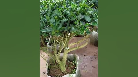 Bán cây chè xanh cổ thụ cây đã dưỡng đảm bảo 0977973535