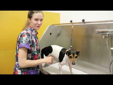 Video: Lyhytkarvainen Koiran Hoito