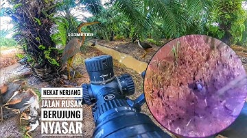 🔴WAWWWW‼️Begini hasilnya maksain berb*ru di kebun sawit sehabis hujan🤠. #hunting #berburu 