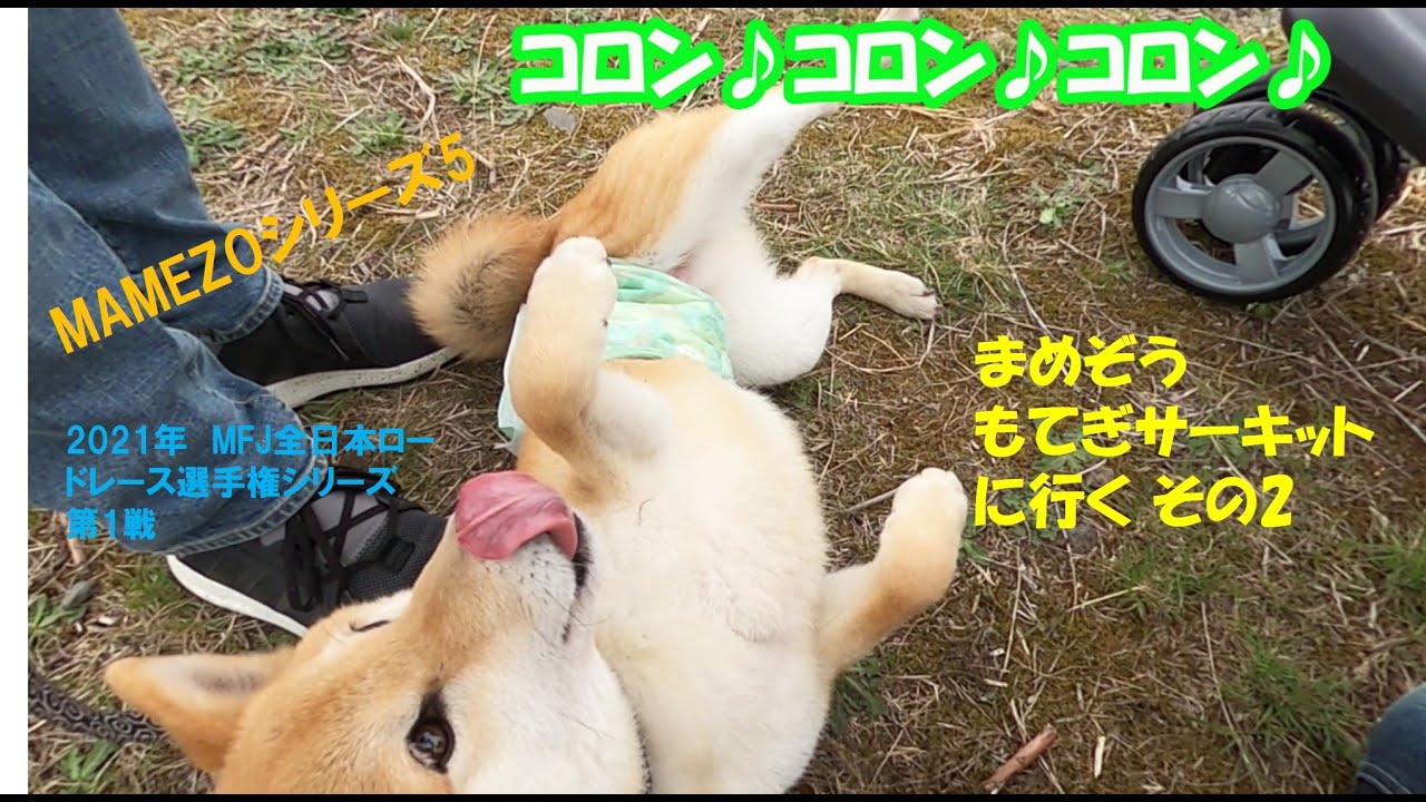 Shiba Inu Goes To Twin Ring Motegi Part 2 Youtube