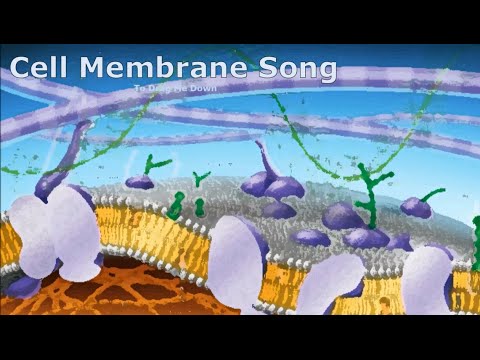 Cell Membrane Song To Drag Me Down