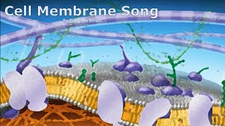 Cell Membrane Song (To Drag Me Down)