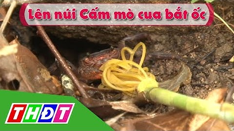 THDT - Ngõ ngách miền Tây - Lên núi Cấm mò cua bắt ốc