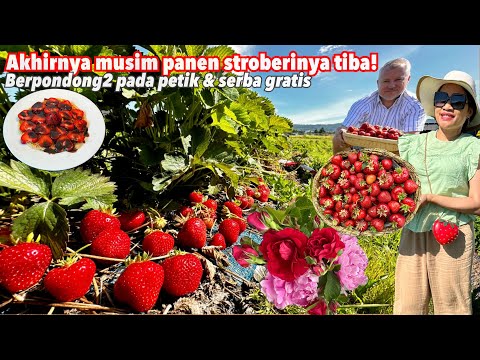 PANEN STROBERI GRATIS PERDANA DI LADANG VIEWNYA ADEM LANGSUNG DI BIKIN MENU MAKAN SIANG