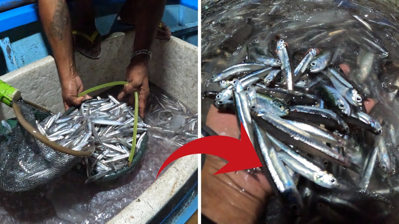 ABUNDANT Overnight Anchovies (DILIS) Fishing🎣🐟😲 YouTube
