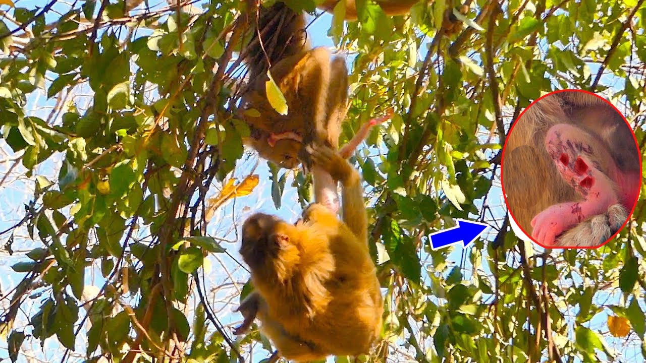 Very sad for poor abandoned monkey SARIKA, Baby newborn suffered an attack by big male monkey