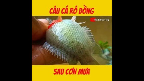 Câu Cá Rô Đồng.//#fishing .//#shorts .//#caucarodong.//@thachhauvlog83 .