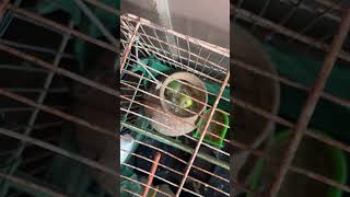 Parrot, Baby Parrot Voice, Baby Parrot, Cute Parrot Baby , Parrot Baby , Baby Parrot Run