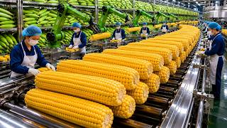 Inside a Sweet Corn Plant: How 1 Million Pounds Become Creamy Corn Milk