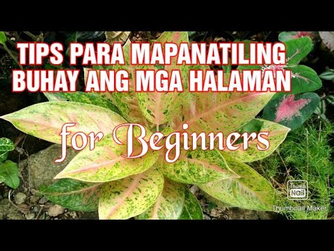 Video: Ahimenes: Lahat Ng Mga Nuances Ng Pag-aalaga Ng Isang Bulaklak At Paglaki Nito Sa Bahay + Mga Larawan At Video