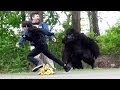 Classic Gorilla In Real Life Hidden Camera Prank