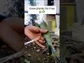 “1 Leaf = MANY Snake Plants 😱 | Easy Propagation Hack 🌿 | Part 1”