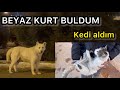 SOKAKTA BEYAZ KURT BULDUM - KEDİ ALDIM