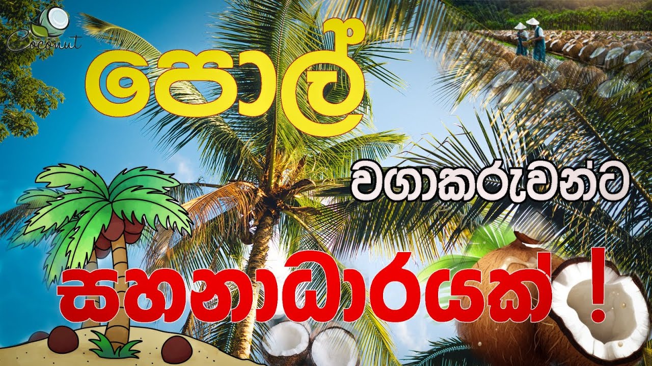 පොල් වගාකරුවන්ට සහනාධාර |Subsidies and services provided to growers by the Coconut Cultivation Board