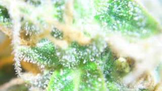 Beautiful Marijuana Plant Pictures