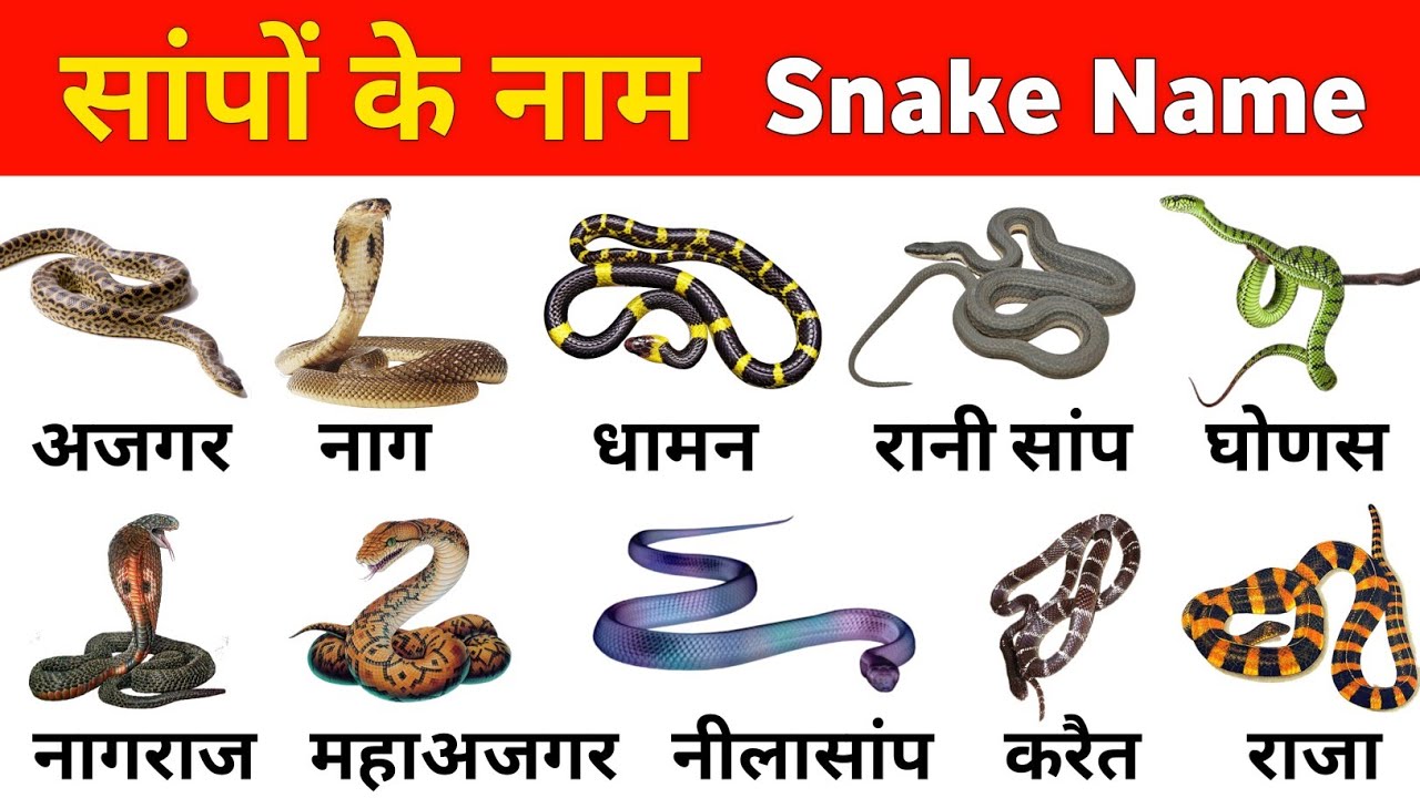 Snakes Names In English And Hindi With Picture Snakes Vocabulary 