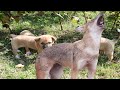 Foxgolden jackal soundjackal real sound ii  