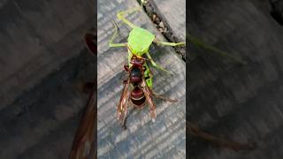 Böl Parçala Yok Et Sizce Kazanan Hangisi Olur?