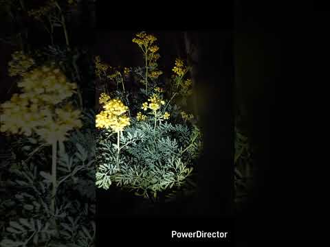Flower(Several takes)