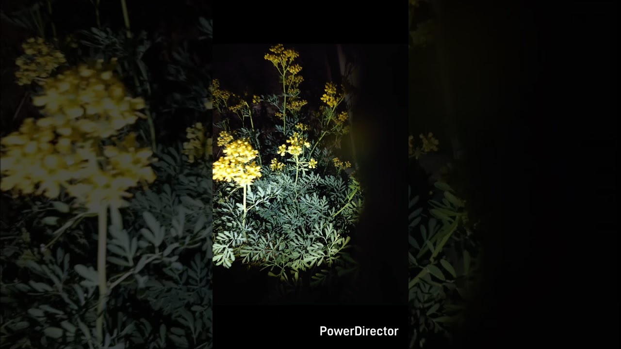 Flower(Several takes)