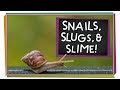 Snails slugs and slime  animal science for kids