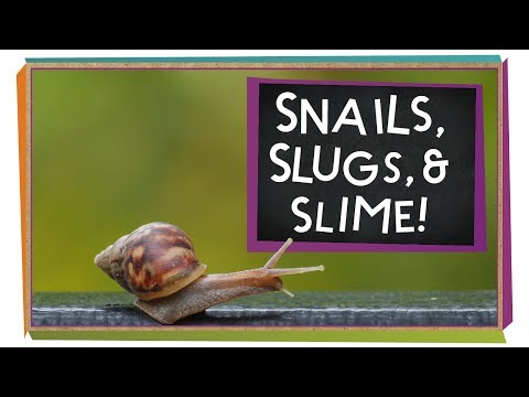 Video: Fighting Slugs And Snails