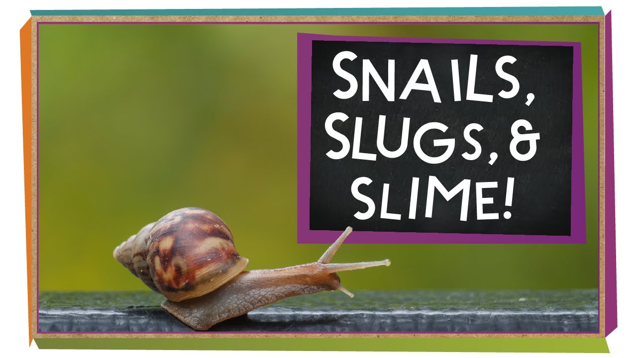 Snails, Slugs, And Slime! | Animal Science For Kids