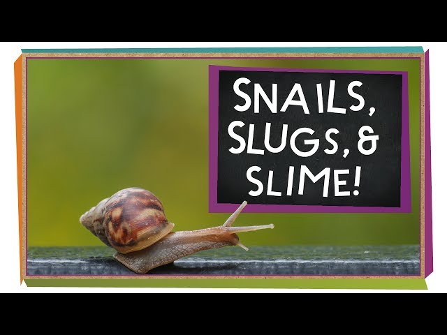 Snails, Slugs, and Slime!  Animal Science for Kids 