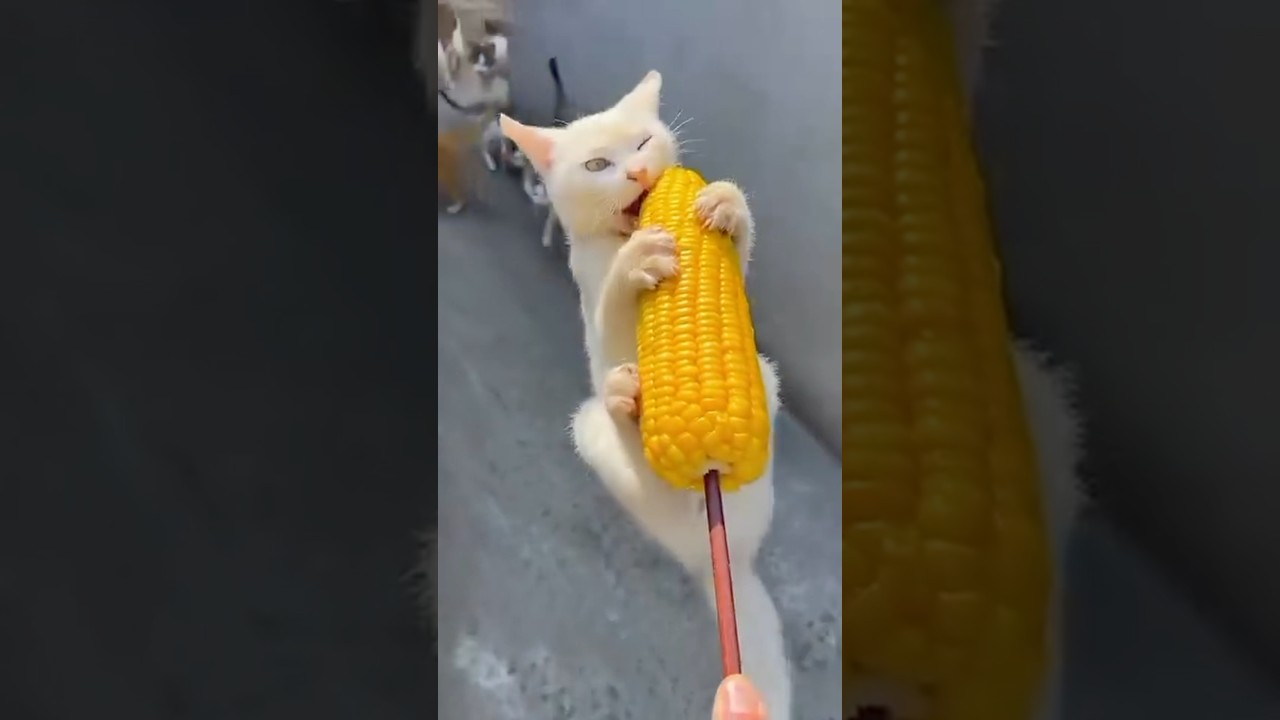 Why Is This Cat Eating Corn Like That 🌽