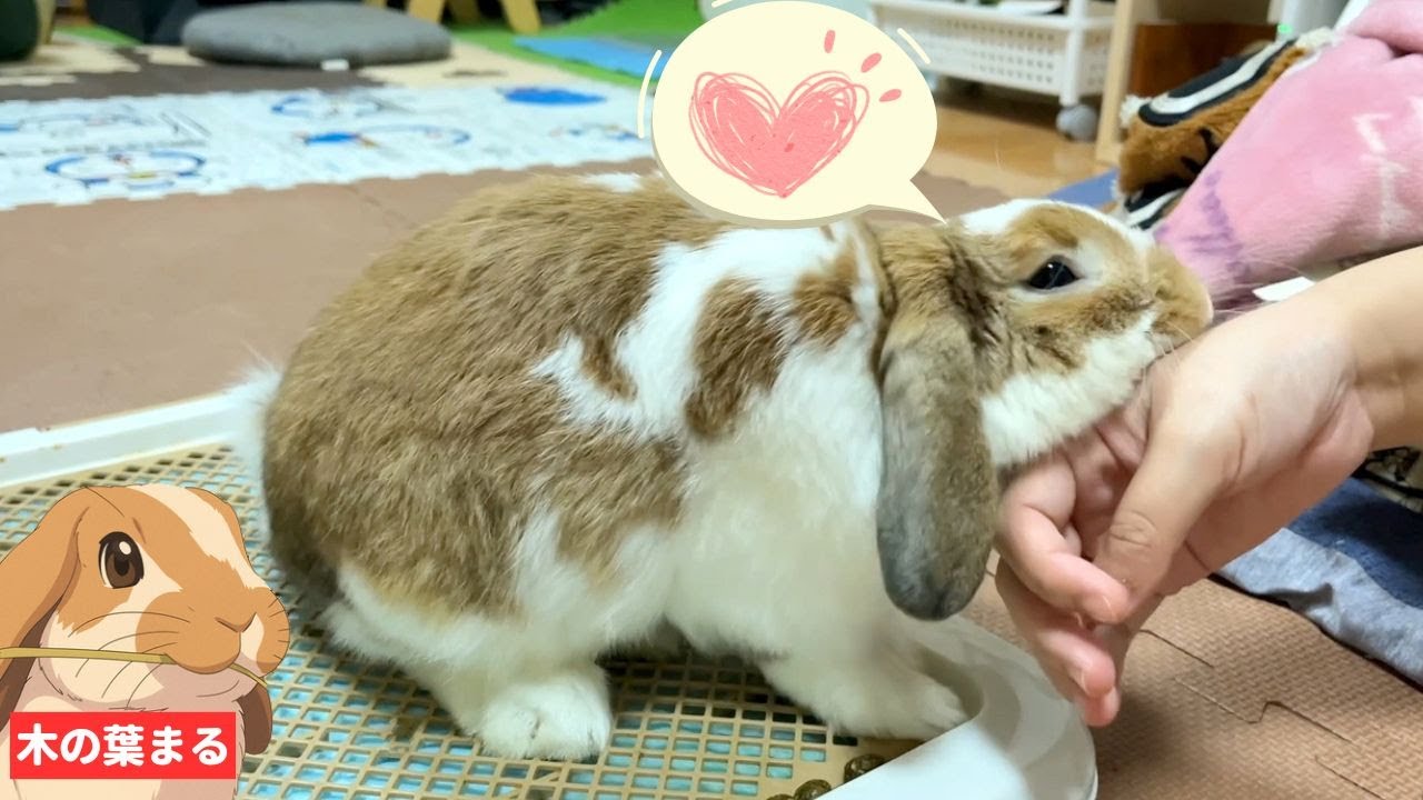 うさぎ】まさかのアクシデント！？ロップイヤーが間違ってママに攻撃し