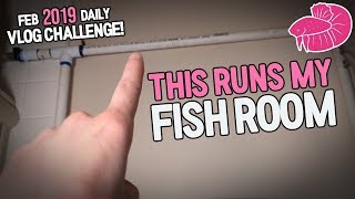 How I Filter My Whole Fish Room! - February Daily Video #19