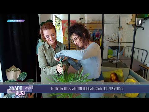 რუბრიკა „მცენარეების მეგობარი“ - როგორ მოვუაროთ მცენარეებს ინტერიერში