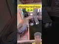 เกือบเล่นงานเจ้าของ #shorts #viralvideo #crocodile #animals #youtubeshorts #animallife #จระเข้ #คลิป