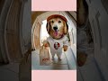 ケンタッキーをデリバリーする犬 #kfc #デリバリー #funny #cute #shorts