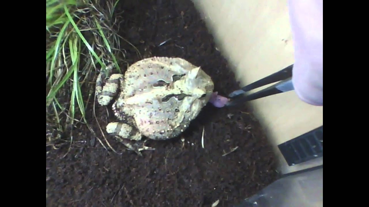 corneta Pacman Frog eats frozen-thawed Pinkie