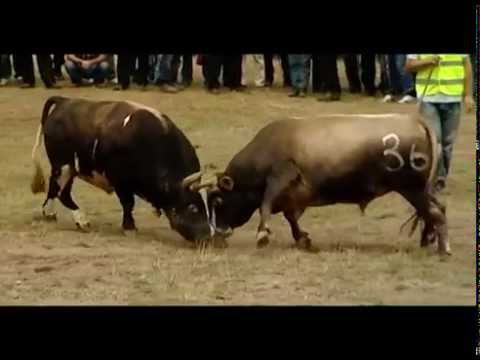 პანორამა ანონსი ნახეთ 29 ივნისს. 20:00 საათზე