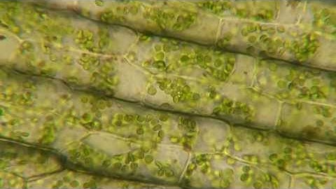 Plasmolysis in Elodea