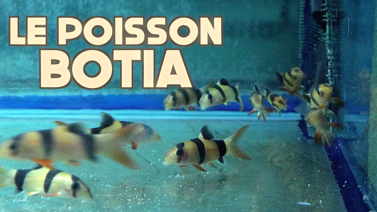 Le poisson botia (Floraquatic)