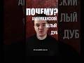 Анатомия бочки. Американский белый дуб