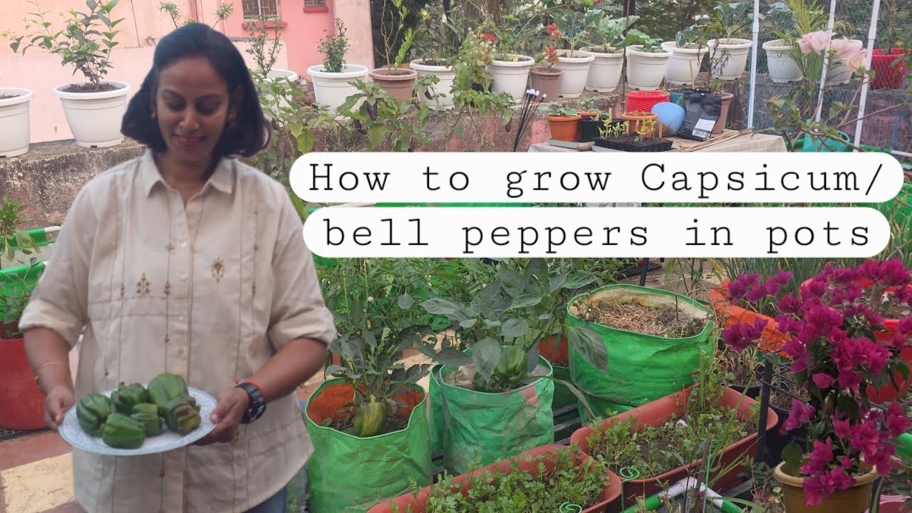 How to grow capsicum in pots? SEED TO HARVEST.शिमला मिर्च को बीजों से उगाने का सही तरीका जानिए 