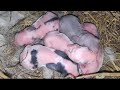 5 little baby rabbits just born one day old