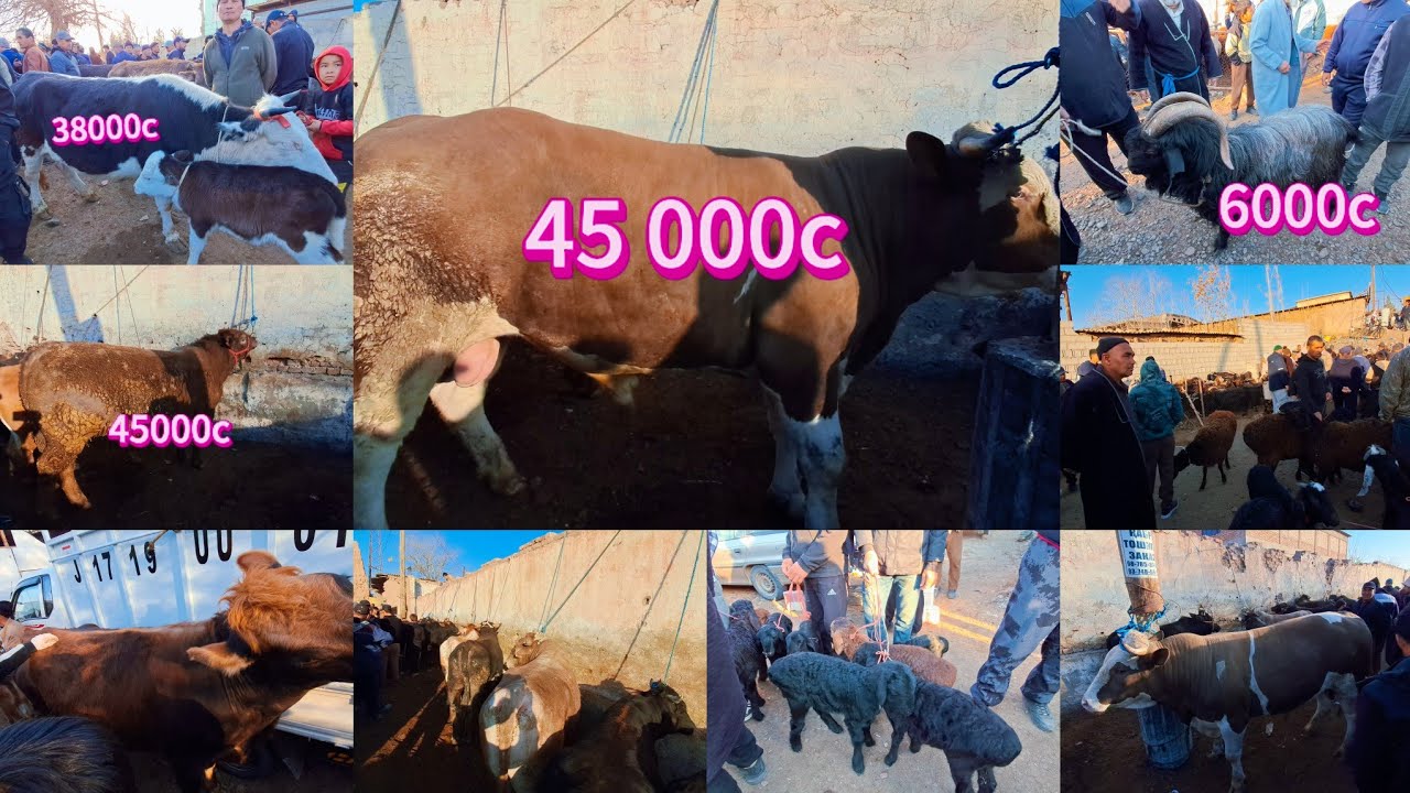 МОЛ БОЗОРИ ШАХРИТУС МАРХАМАТ