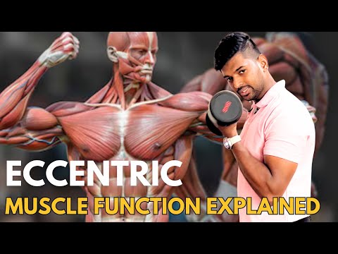 Eccentric function of muscle vs stretching Explained | types of muscle contraction practical