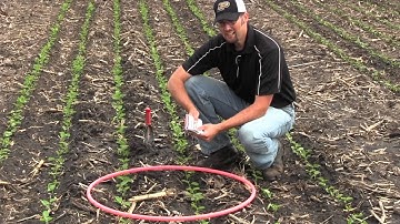Early Soybean Stand Assessment: 15-Inch Rows