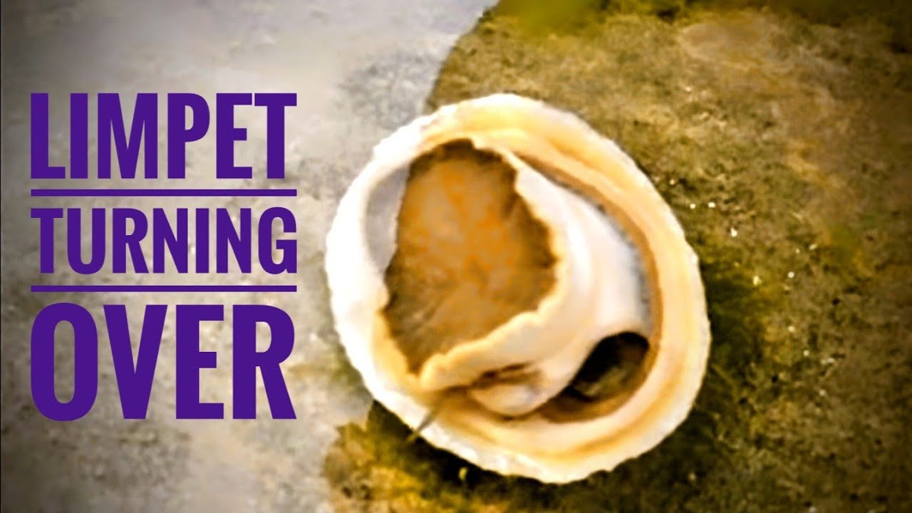 Limpet Turning Over fast forward