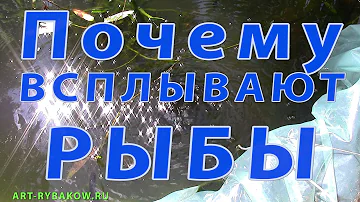 Почему ВСПЛЫВАЮТ РЫБЫ! Система аэрации для пруда!